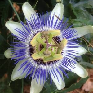 Meet your Posher, Suzanne